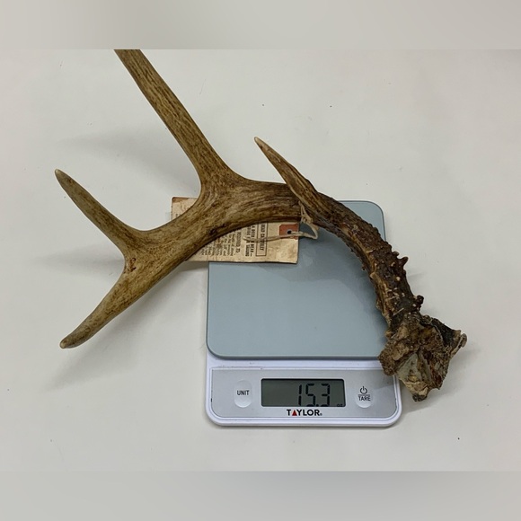 Vintage Upper Peninsula Michigan Deer Antler 15.3oz/433g 1977 - Picture 9 of 14